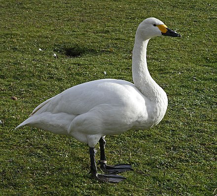 Detailed information and living habits of swans (detailed introduction)