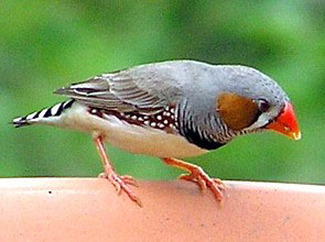 Detailed information and living habits of the Guinea Bird (detailed introduction)