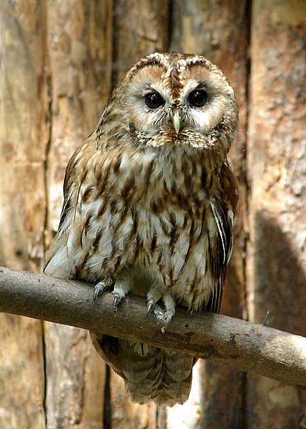 Detailed information and living habits of owls (detailed introduction)