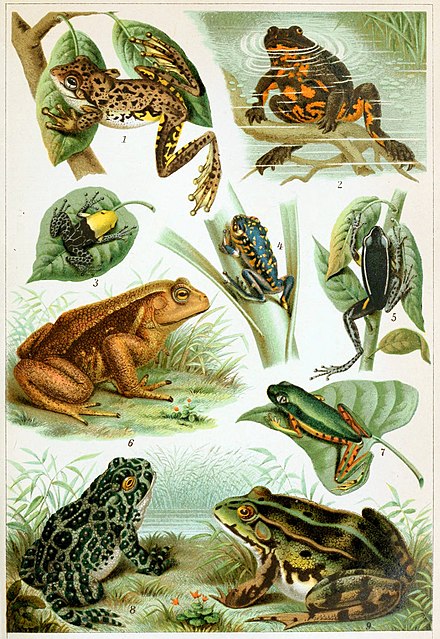 Detailed Information and Living Habits of Frogs (Detailed introduction)