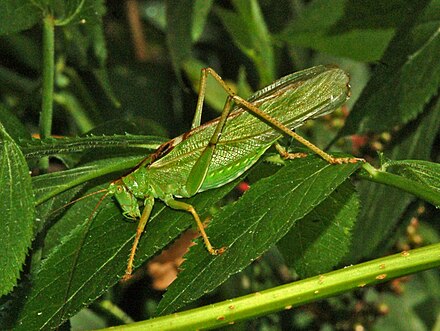 Detailed information and living habits of the Green Grasshopper (detailed introduction)