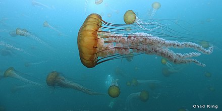 Detailed information and living habits of jellyfish (detailed introduction)