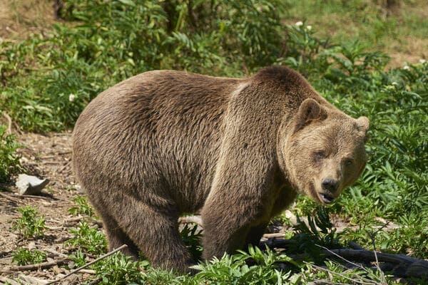 The world's top 10 bears, the last two of which are extinct