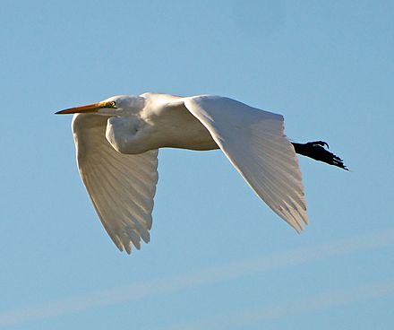How to differentiate between Little Egret and Great Egret