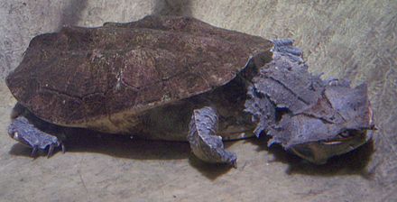 The difference between a turtle and a tortoise (detailed introduction)
