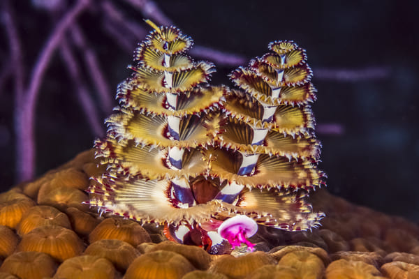 The 10 most beautiful corals in the world