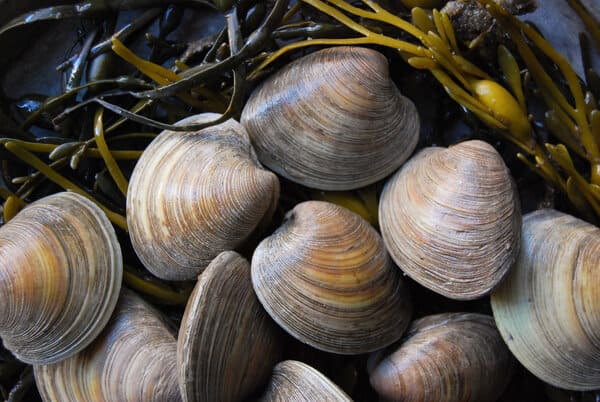 The top 10 molluscs in the world
