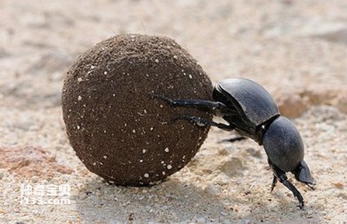 Detailed information and living habits of dung beetles