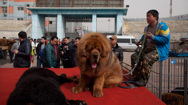 The10 most expensive dogs in the world, each one is expensive