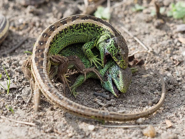Ranking of the top 10 lizards in the world, the top 1 is called a dragon