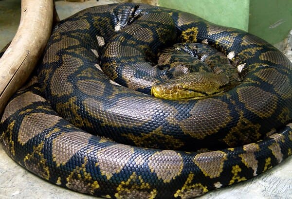 Top 10 pythons in the world