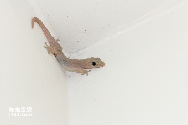 Why can geckos crawl on walls?