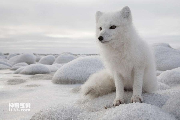 Can snow foxes be raised? (detailed introduction)