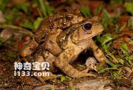 How to breed toads (detailed introduction)