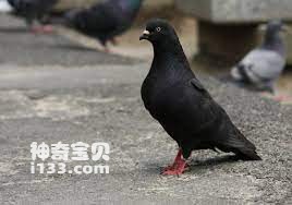Are there any black pigeons (detailed introduction)