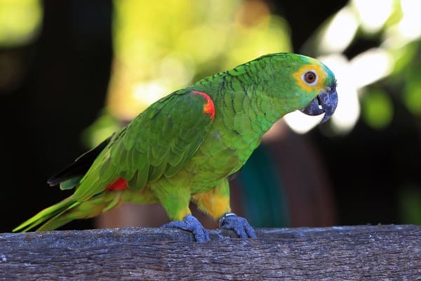 Top 10 parrots with the highest IQ, which parrot is the best at talking?