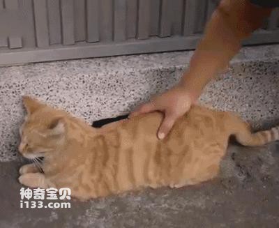 What does it mean when a cat's back arches when you touch it?