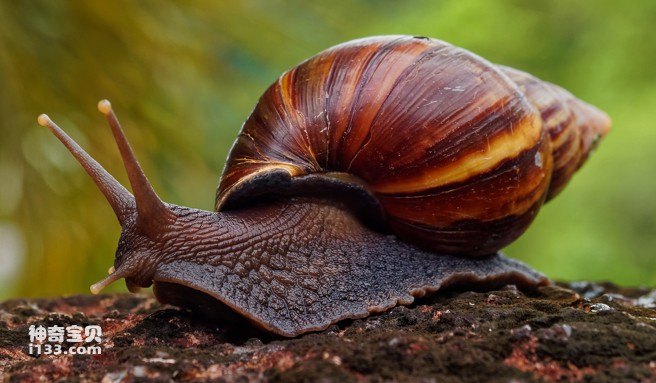 What happens when a snail sheds its shell?