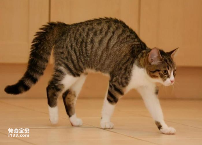 Why does a cat walk with its back hunched over?