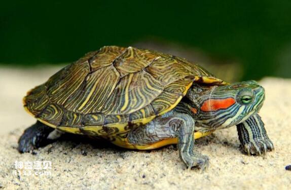 Is raising a turtle really easy?