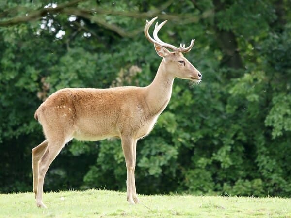 Top 10 rarest deer in the world, sika deer ranks last