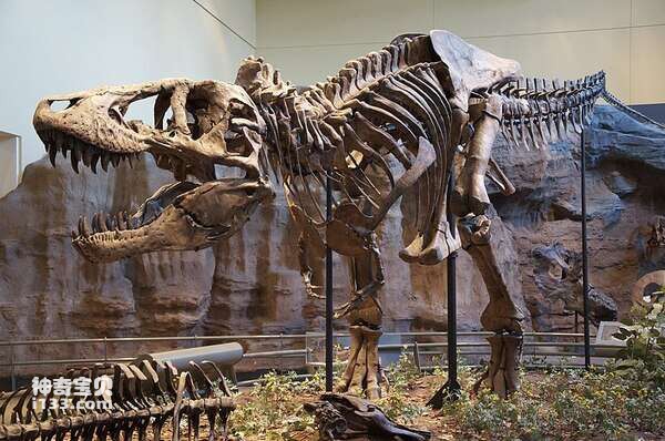 In what country was Tyrannosaurus rex found?