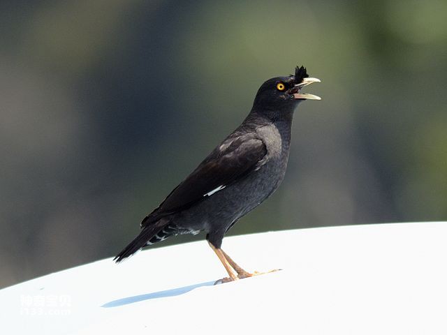What family does the myna belong to?