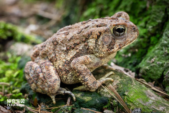 What is the scientific name of toad?