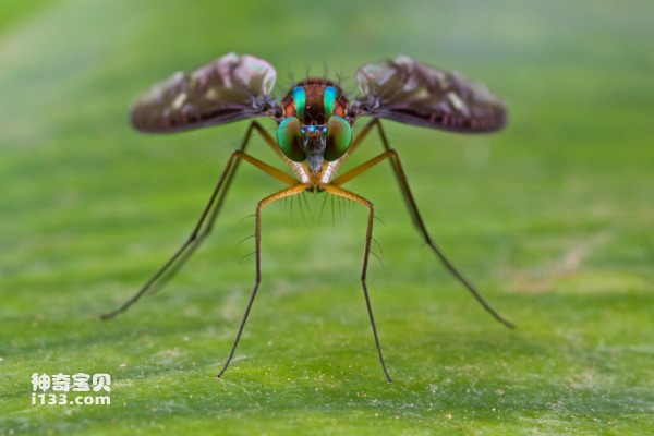 The name of this fly is Bitcoin