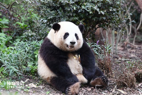 Top 10 internet celebrity pandas, top ten celebrity pandas
