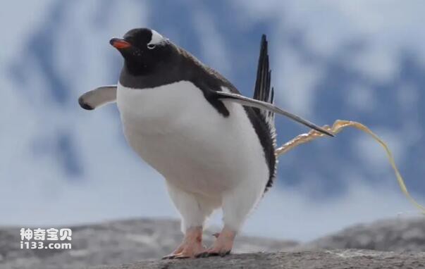 Are penguins marine animals?
