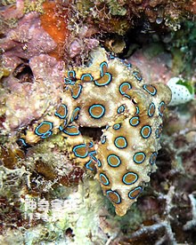Giant blue-ringed octopus_Big blue-ringed octopus