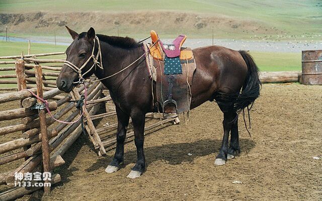 What are the characteristics of Mongolian horses?