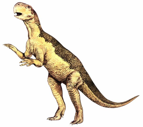 Dinosaur - Psittacosaurus sinensis