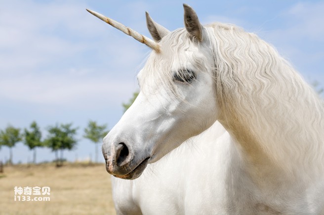 Is a unicorn a horse?