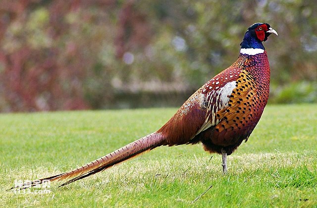 What kind of animal is a pheasant?