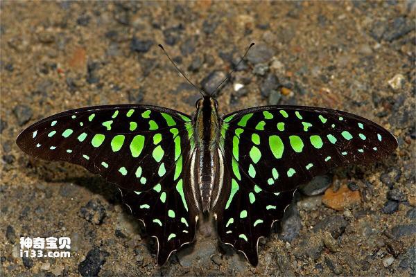 What are the varieties of green butterflies?