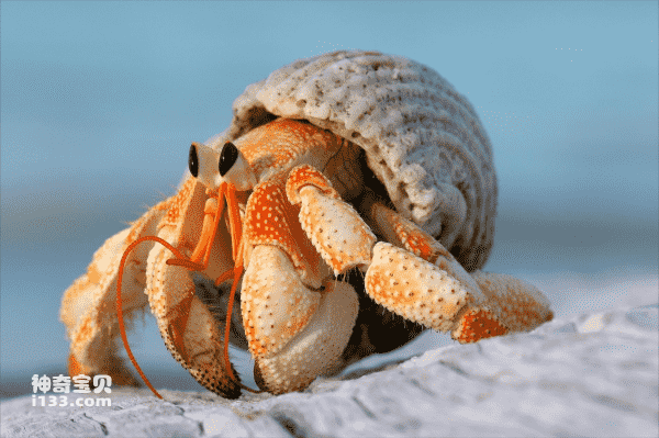 Characteristics and life characteristics of hermit crabs