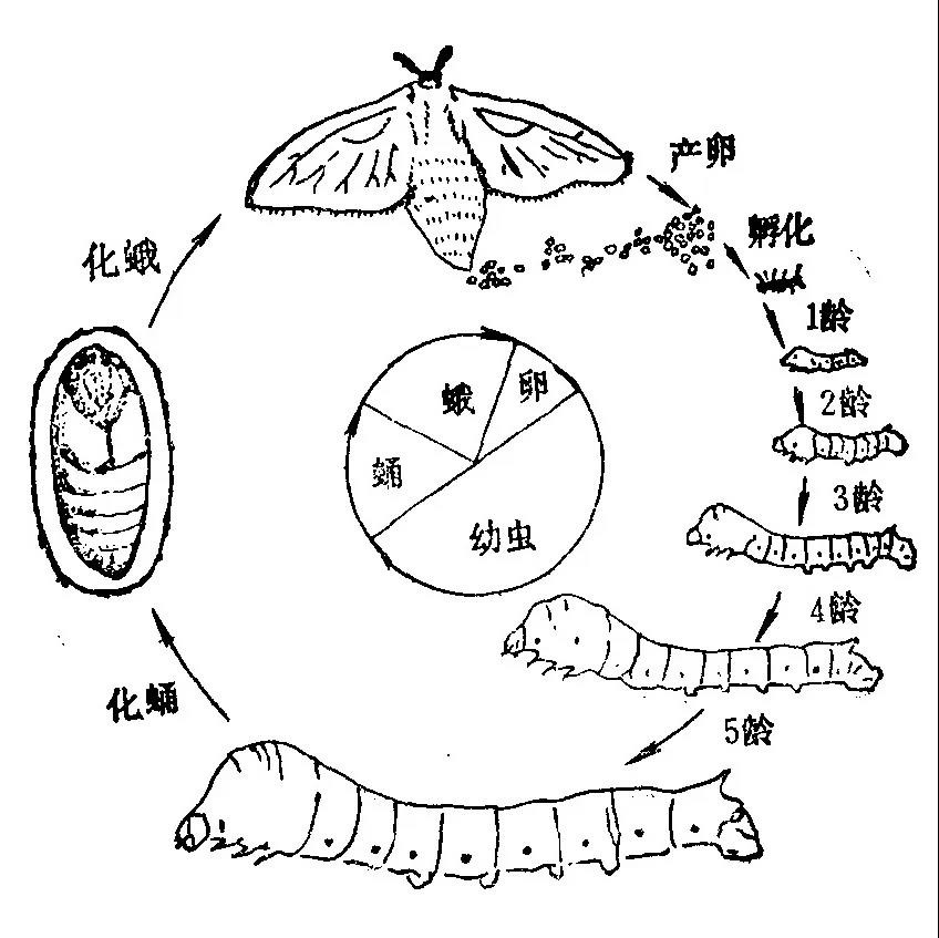What changes occur in the body of silkworm larvae as they grow?