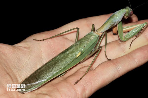 Ranking of the top ten mantises in the world in combat effectiveness, inventory of the strongest man