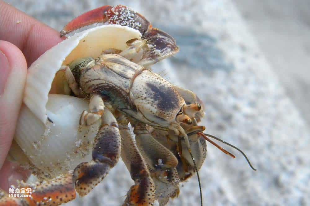 How to tell if a hermit crab needs to shed its shell