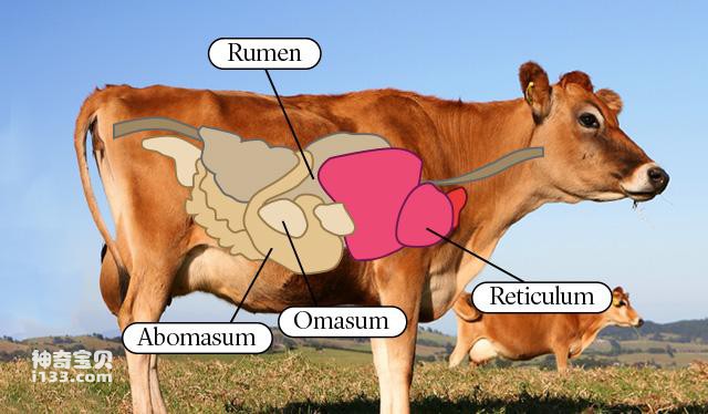 What is the real stomach of a cow called?