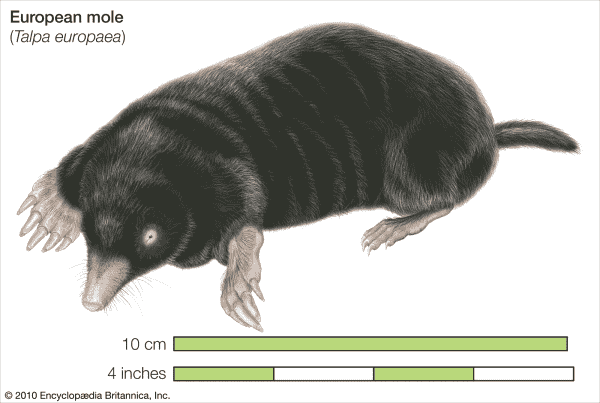 Detailed introduction and living habits of moles