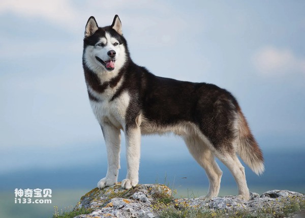 Top ten noble dogs in the world