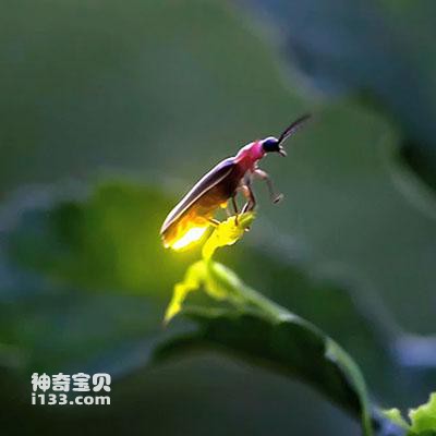 Detailed information and living habits of fireflies