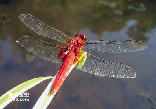 Detailed introduction and living habits of dragonflies