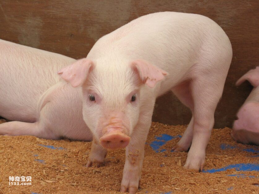 Detailed introduction and living habits of pigs