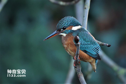 Detailed introduction and living habits of kingfishers (detailed introduction)