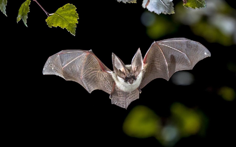 Detailed introduction and living habits of bats
