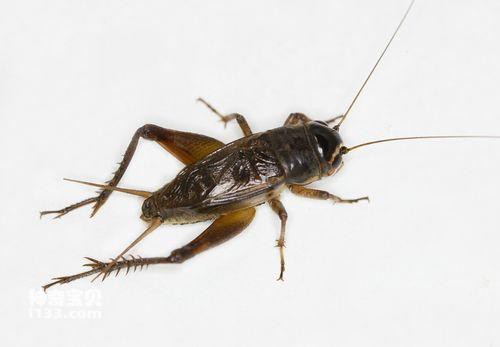 Detailed information and living habits of crickets